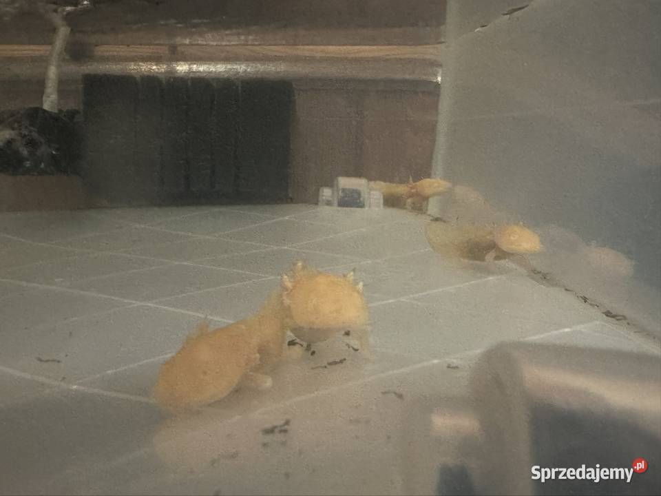 Aksolotl Axolotl Salamandra Meksykańska Płaz Kępno