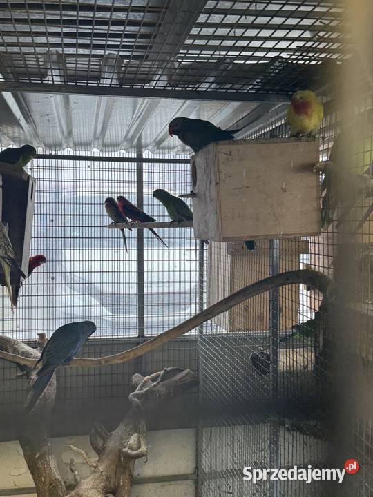 Sprzedam papugi Pawłowice