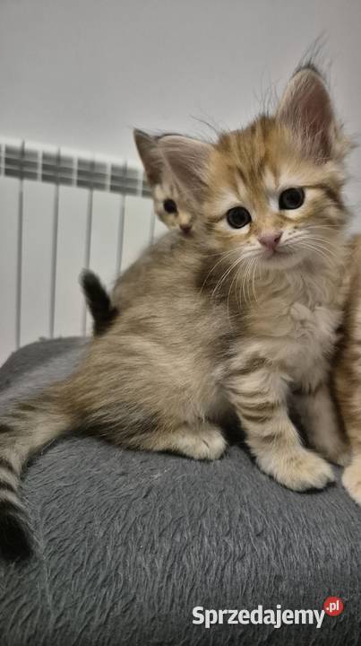 Syberyjska Kotka OFELIA rodowód FIFE FPL Stary Broniszew