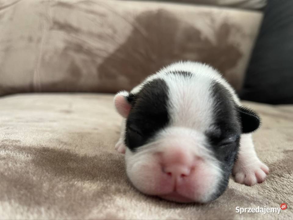 Buldog Francuski ZKwP FCI Olsztyn