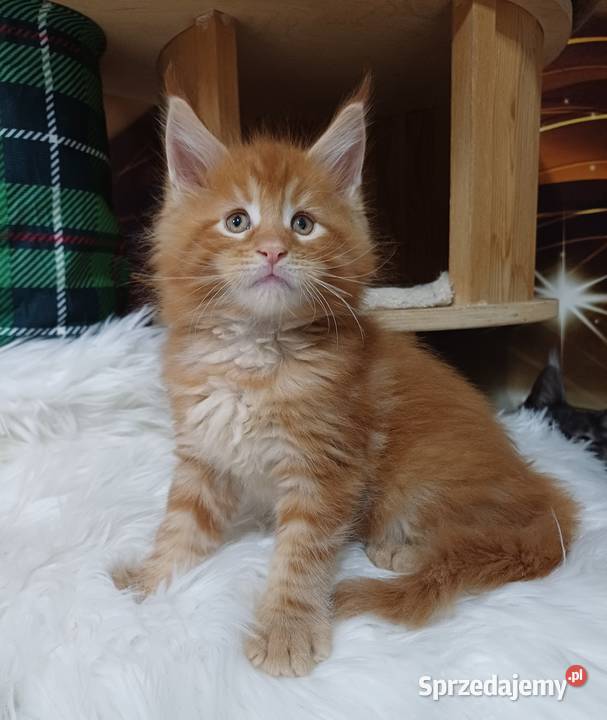 Maine Coon kocurek Rodowód fpl
