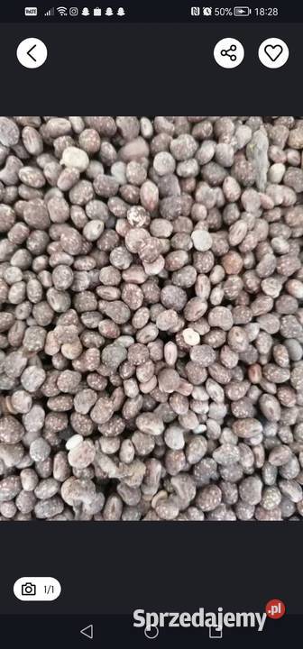 Łubin gorzki zbiór 2025 Zboża lubelskie