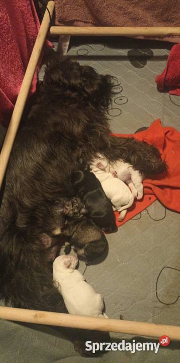 Sznaucerki szukają nowego domu Poznań