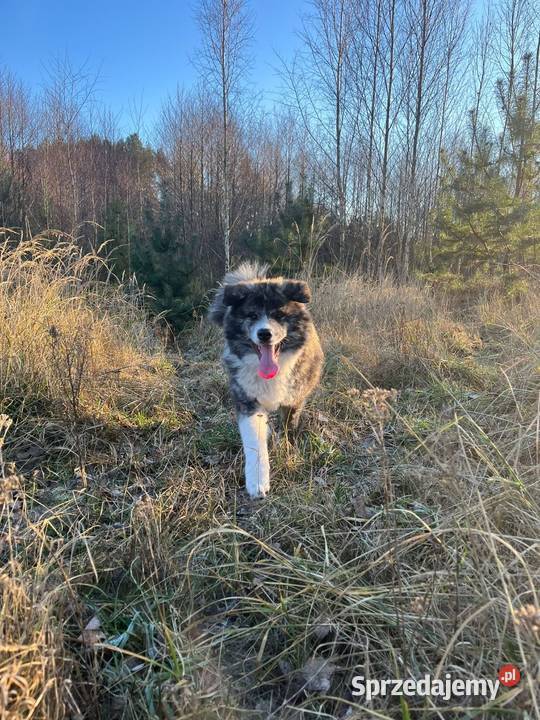 Ostatnia Japońska Akita Inu Okazja