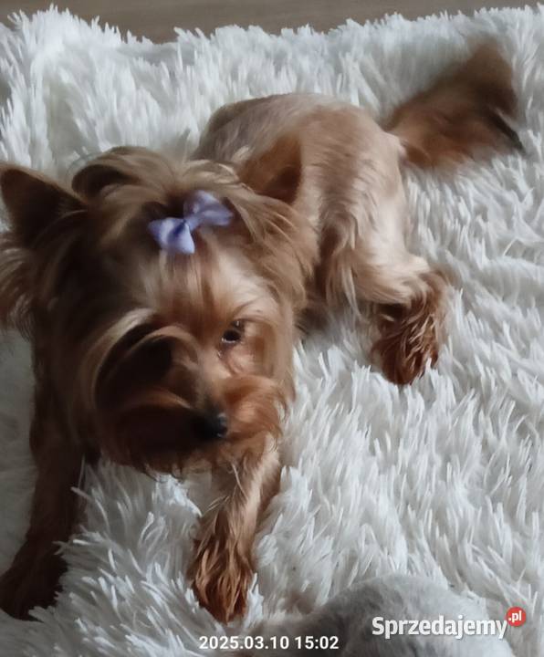 Yorkshire terrier dziewczynka Psy Mochała
