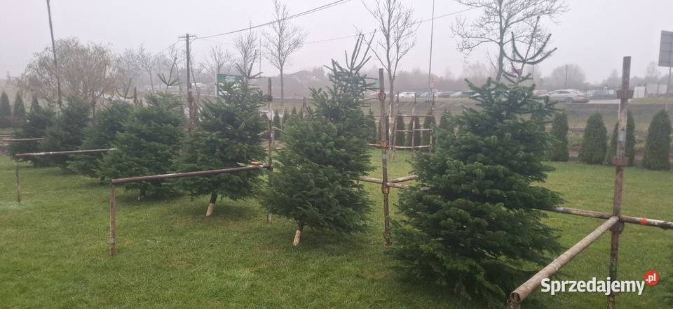 Jodla kaukaska choinki świerk doniczka Kościerska Huta