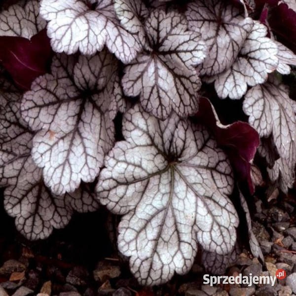ŻURAWKA Glitter Heuchera sadzonki w doniczkach Ustronie sprzedam