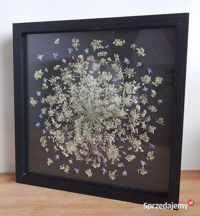 Obraz Kwiatowy Kompozycja Niezapominajki w Rotmanka