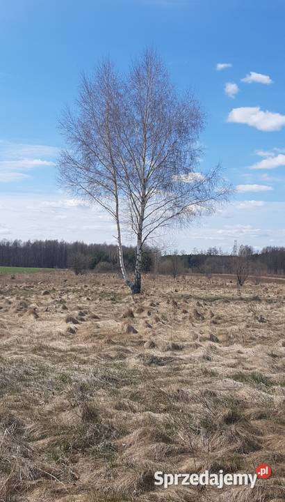 Ziemia rolna 2 hektary Brzóza gmGłowaczów mazowieckie Warszawa