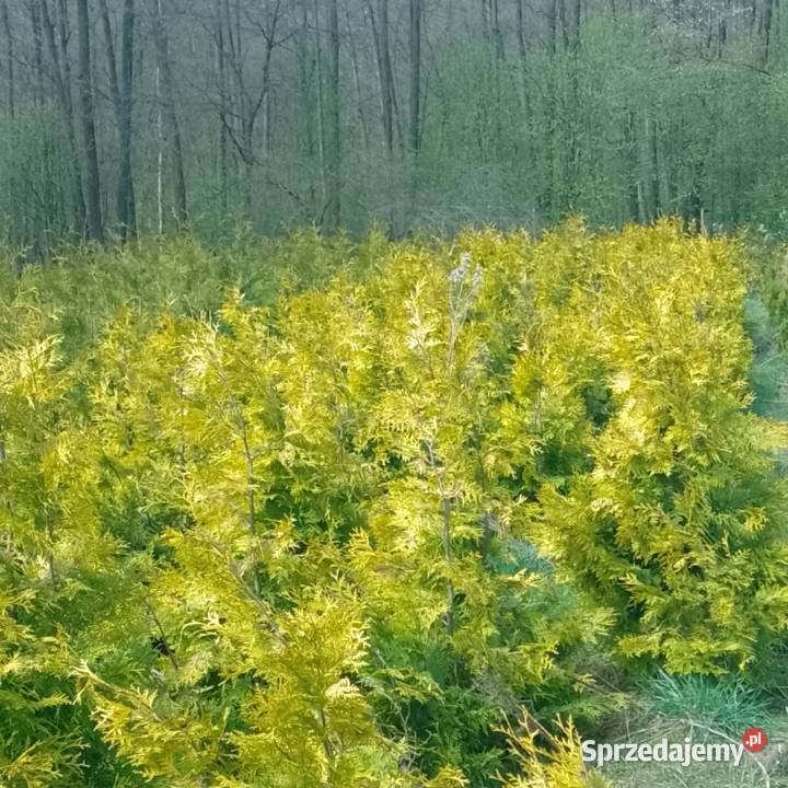 Tuje szmaragd brabant Kraków