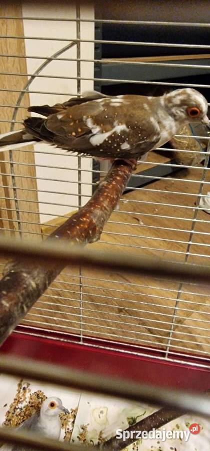 Gołąbki diamentowe para Młode z tego roku pomorskie Gdynia