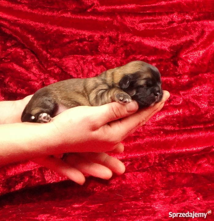Shih tzu z rodowodem ZHPR UCIunikalne Iława