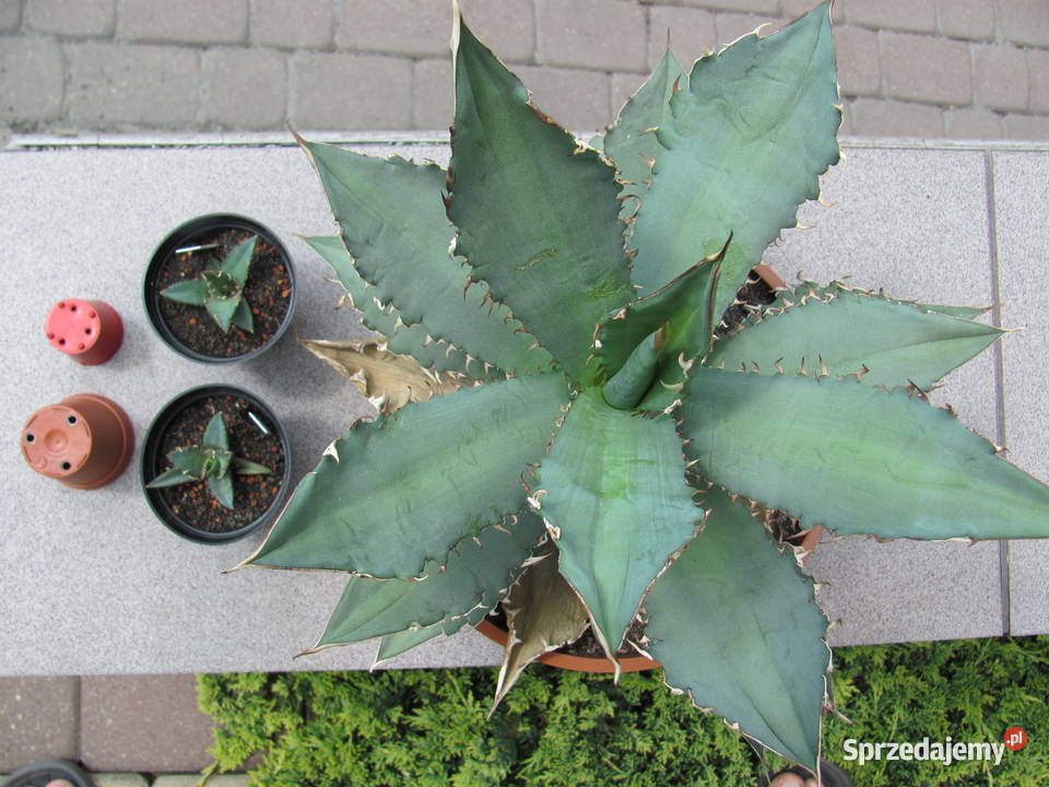 Agave titanota agawa tytanowa sadzonki Kraków