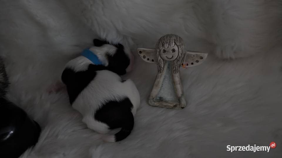 Szczenięta shih tzu śląskie Zawiercie