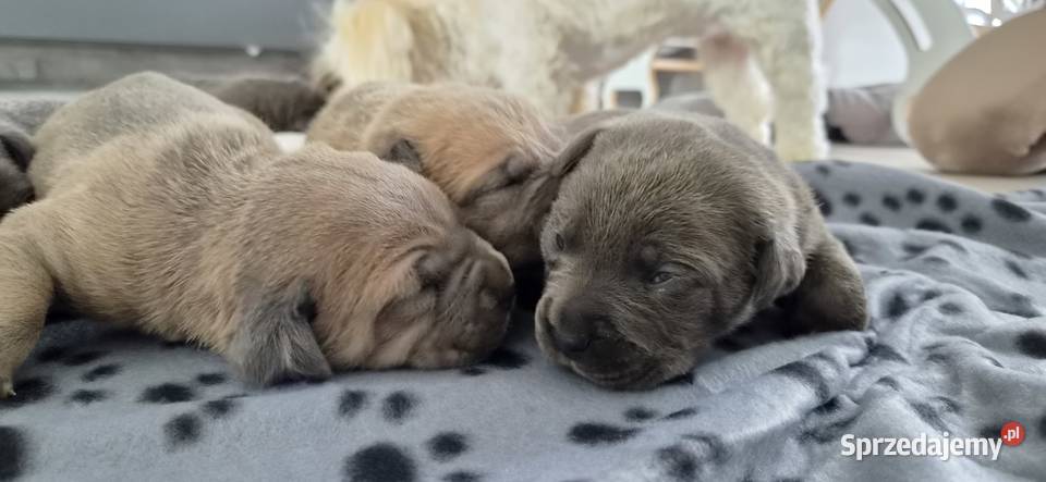 Cane corso Cane Corso Bychawa