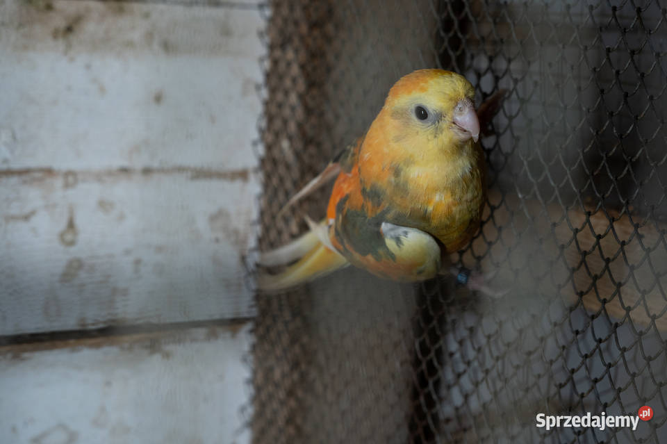 Świergoty para 20212023 podkarpackie Chmielnik