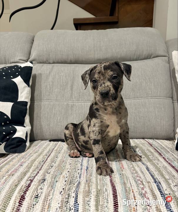 Amstaff Merle Amstaff wielkopolskie Grodzisk Wielkopolski