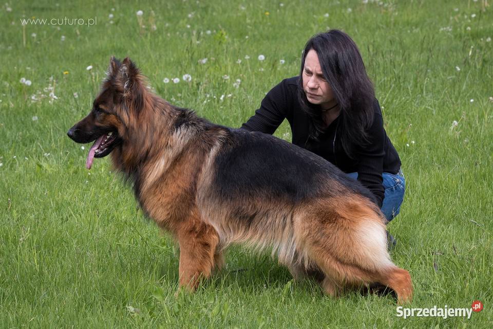 Owczarek Niemiecki FCI Duże Mocne Szczenięta Kraków