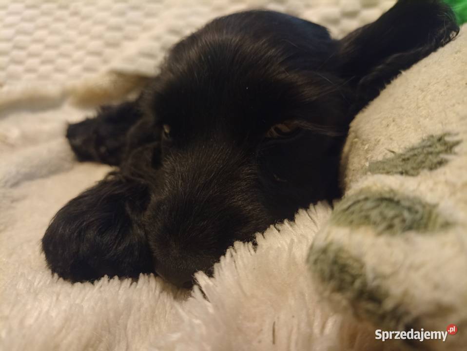 COCKER SPANIEL ANGIELSKI Cocker Spaniel Lubin