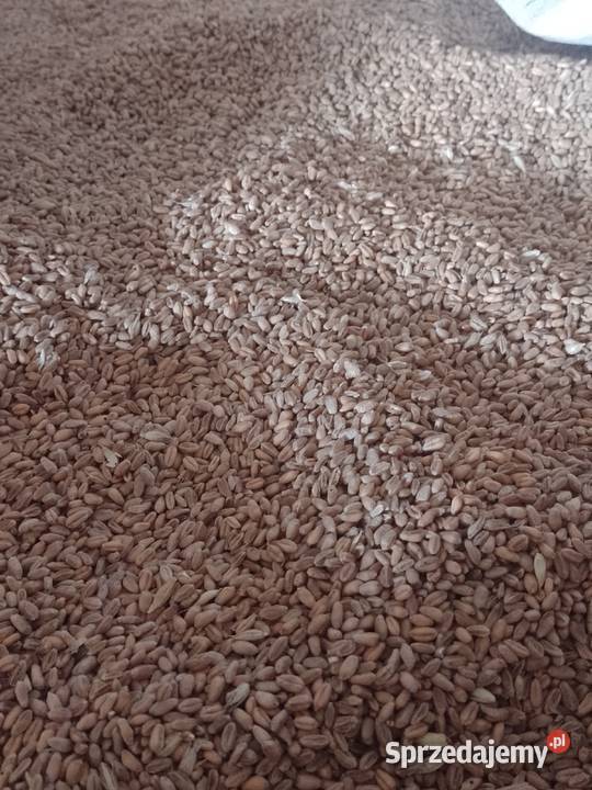 Sprzedam pszenicę konsumpcyjną Opokę i Pszenżyto Łuków