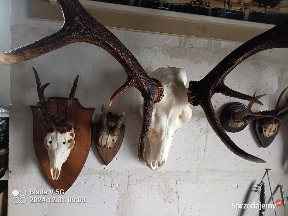 Poroże jelenia z czaszką Wyszków
