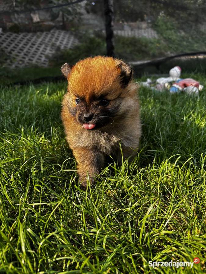 Szpic miniaturowy pomeranian Pawłów sprzedam