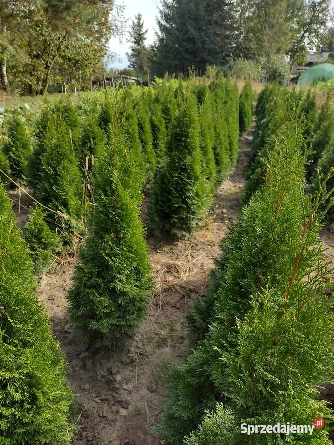 Tuje szmaragd Thuja szmaragd lubelskie Kurów