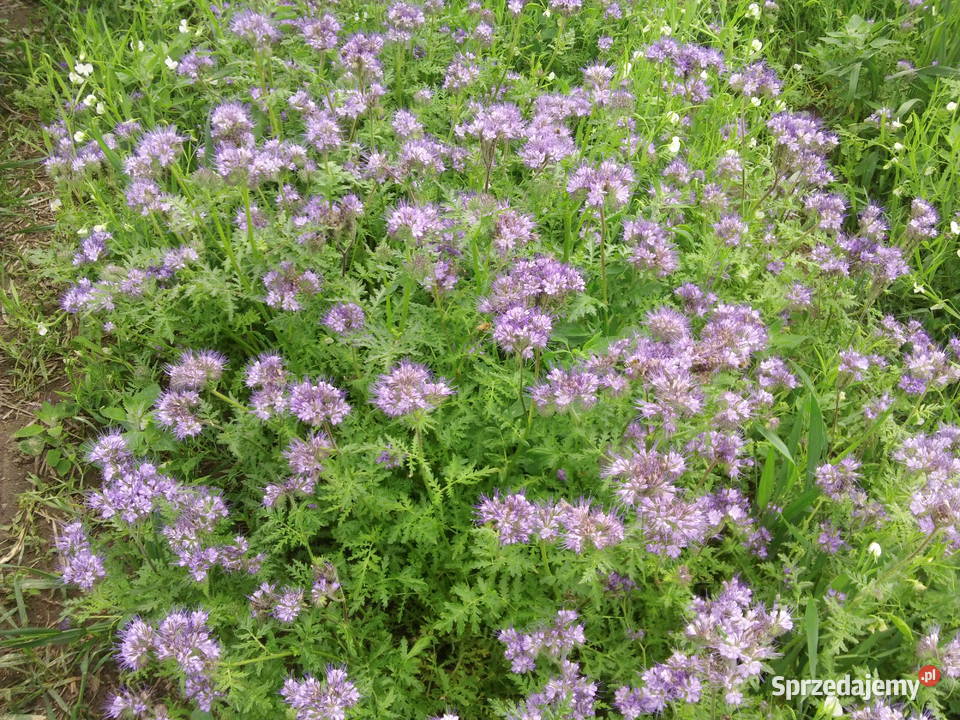 nasiona łubin żółty Baryt żyto jare Bojko Pozostałe Gostynin
