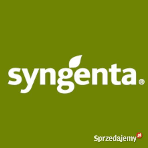 SY Freyja nasiona kukurydzy Syngenta Włocławek