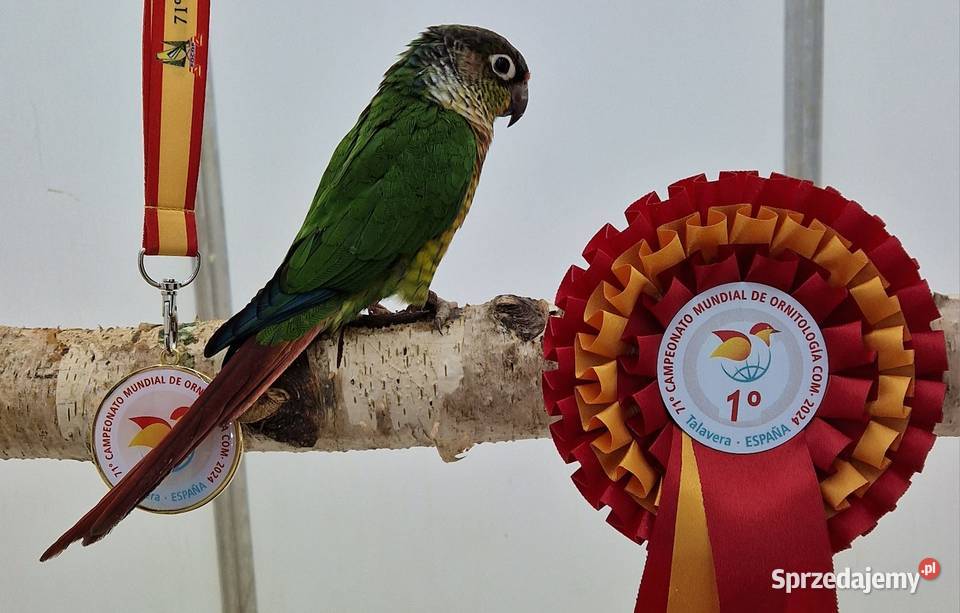 Rudosterka zielonolica łatwo się oswaja i można Ptaki śląskie Gliwice