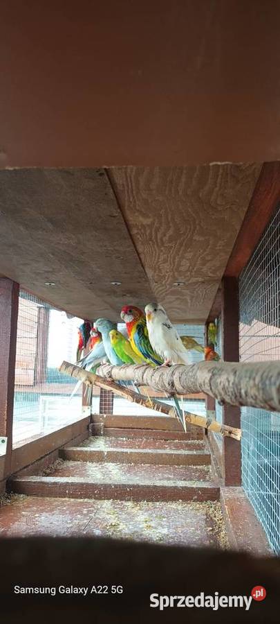Papugi nimfy rozelle kanarki faliste Starogard Gdański