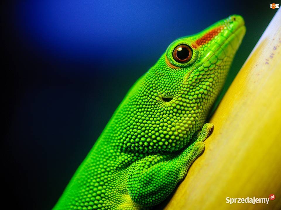DWA Gekony Phelsuma Madagaskarska z terarium