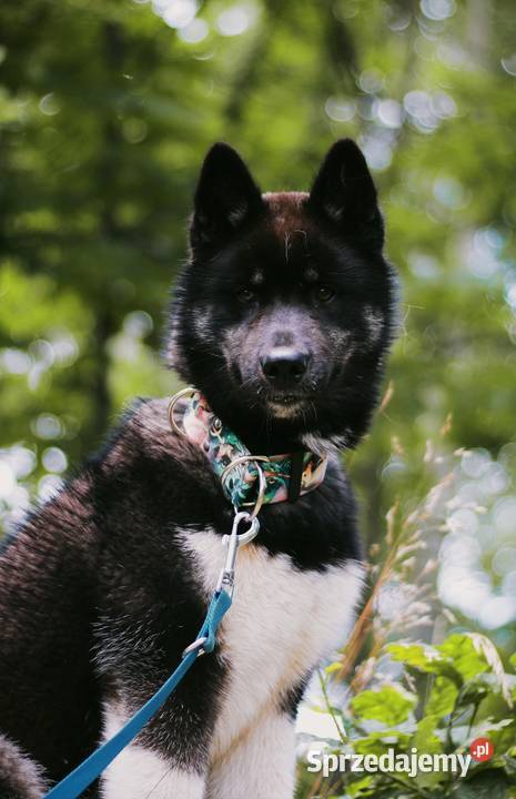 Szczenięta Siberian Husky ZKwPFCI Kolbuszowa sprzedam