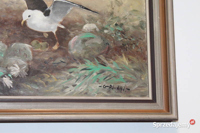 Obraz Mewa GAdon 297 FiaF zachodniopomorskie Szczecin