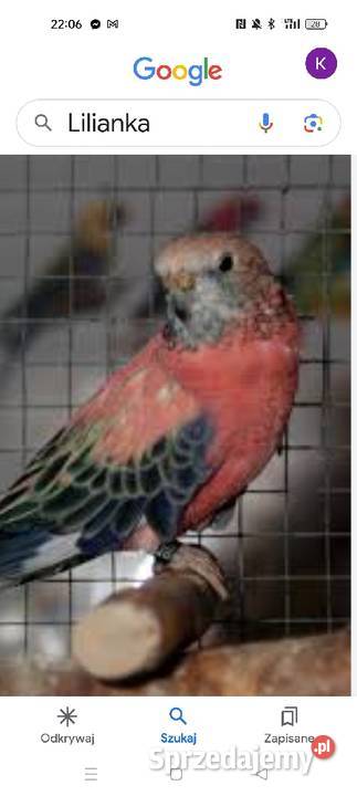 aleksandretty faliste zeberki golabkil wielkopolskie Złotów