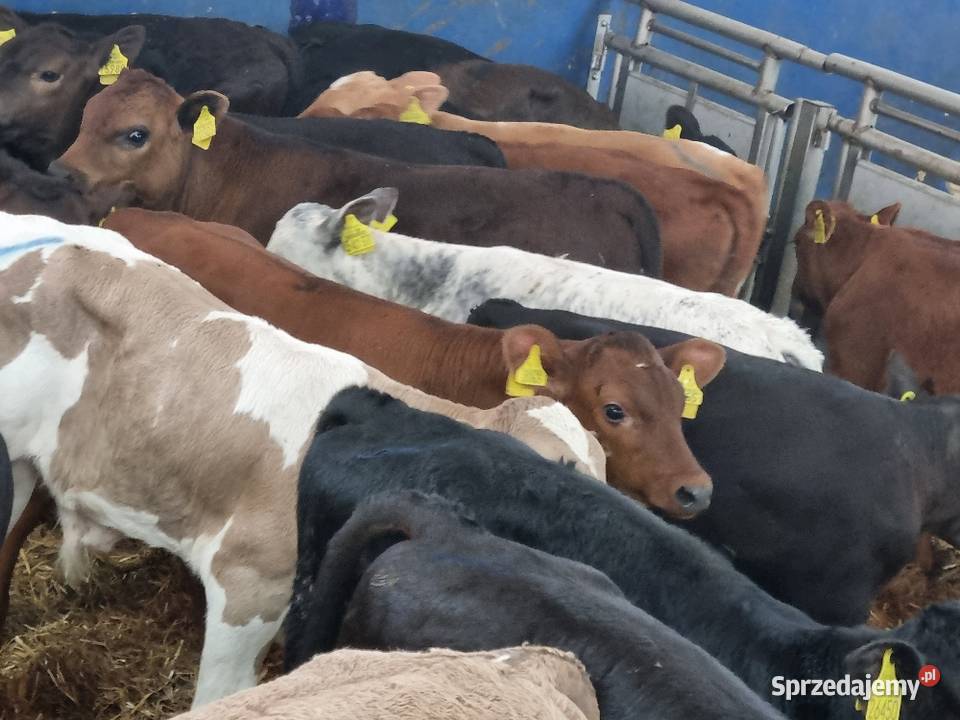 Byczki Jalowki Mięsne SM LM angus MM Bydło mięsne Ostrów Wielkopolski