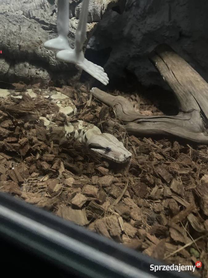 Boa imperator Dębno sprzedam