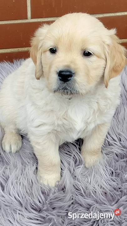 Golden Retriever śląskie Ciechowice
