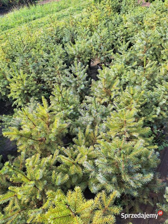 Świerk serbski Picea Omorica rośliny w