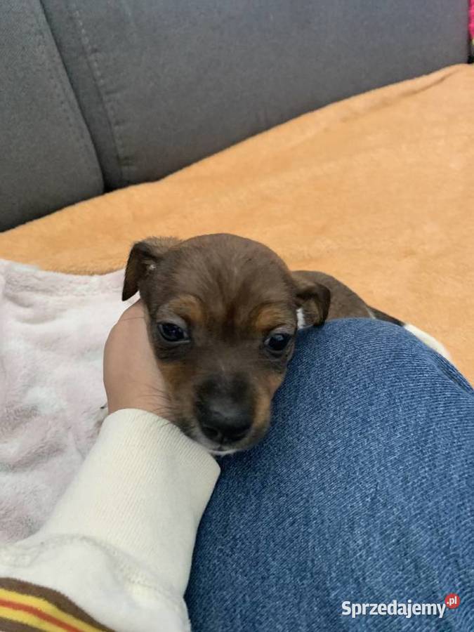 Jack Russell Terrier sprzedam