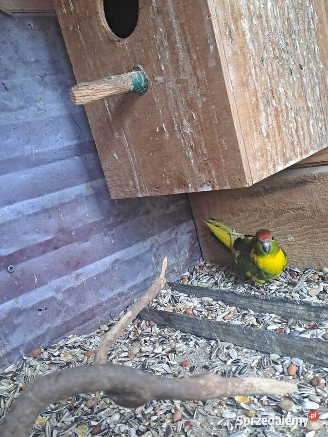 sprzedam papugę młodą sprzedam