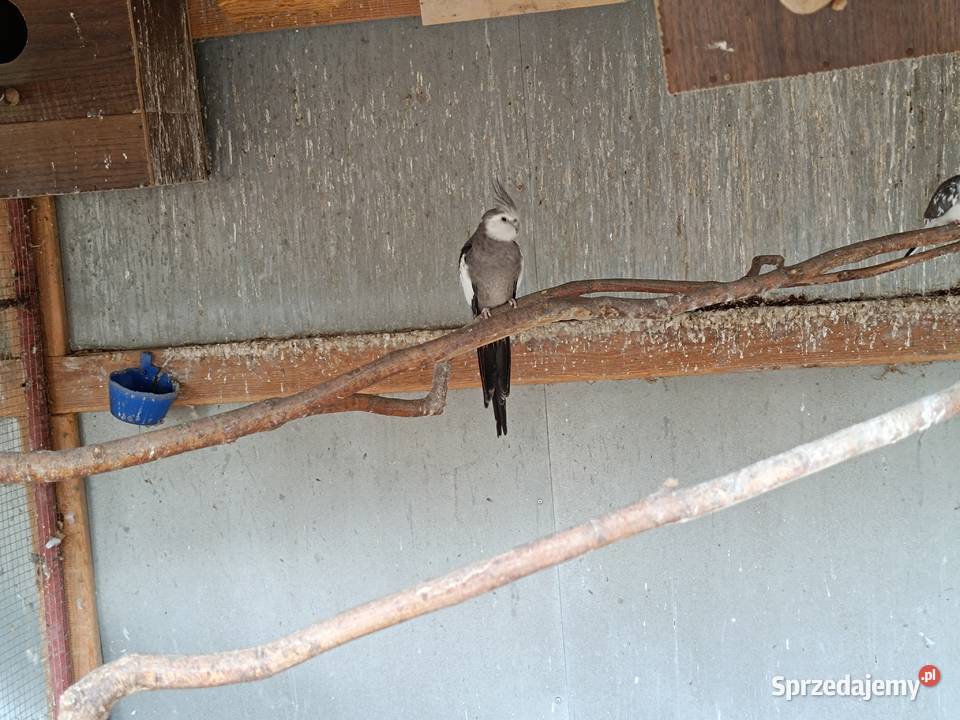 Papuga nimfa białogłowa samiec Przymiłowice