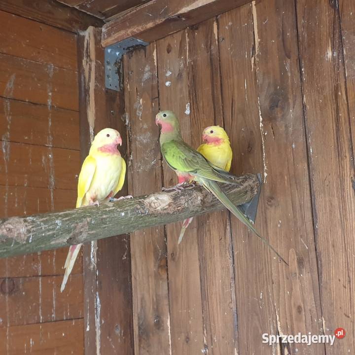 Księżniczka walli Wrocław