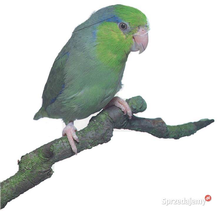 Wróbliczka zielonolica samczyk Kraków