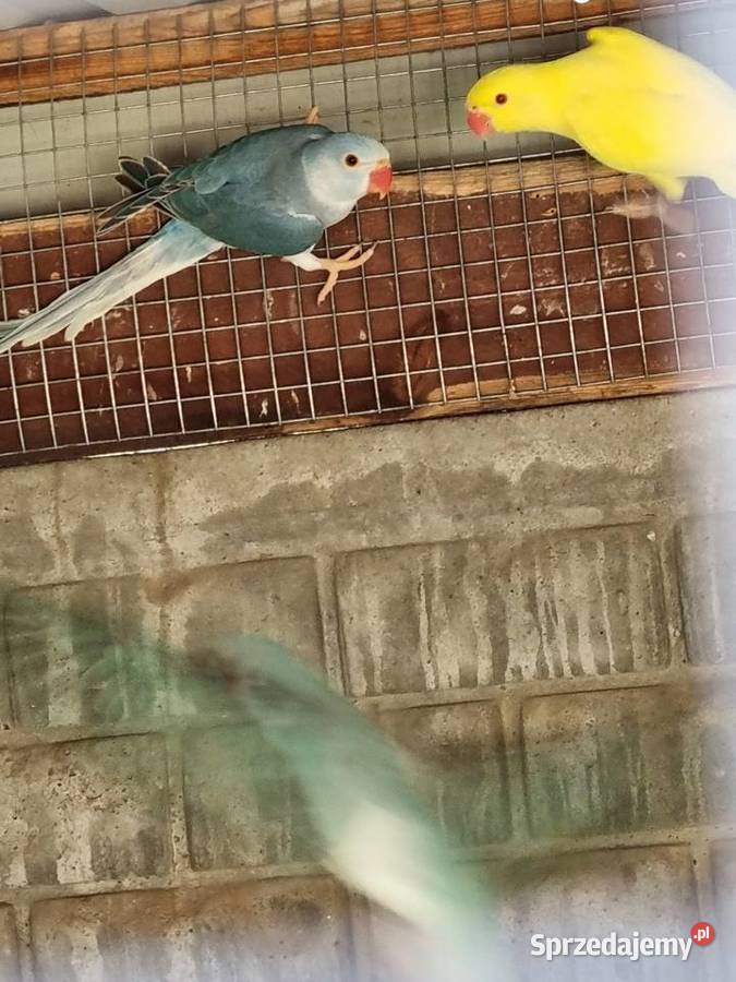 Papugi Rudosterki aleksandretty Ptaki Odolanów