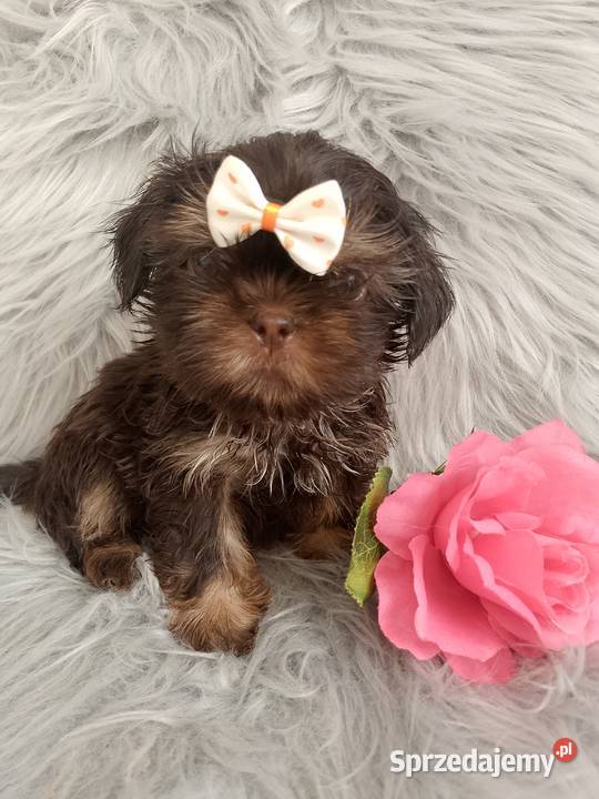 Gotowa do odbioru czekolada suczka rasy ShihTzu Ostrzeszów sprzedam