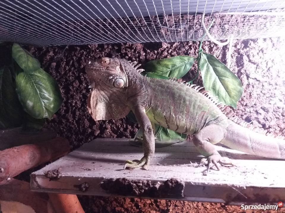 Legwan Iguana z terrarium bez Radłów