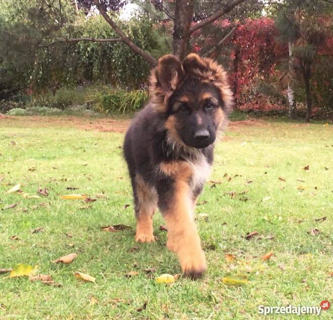 Owczarek niemiecki długowłosy szczenięta rodowód Owczarek Kalisz