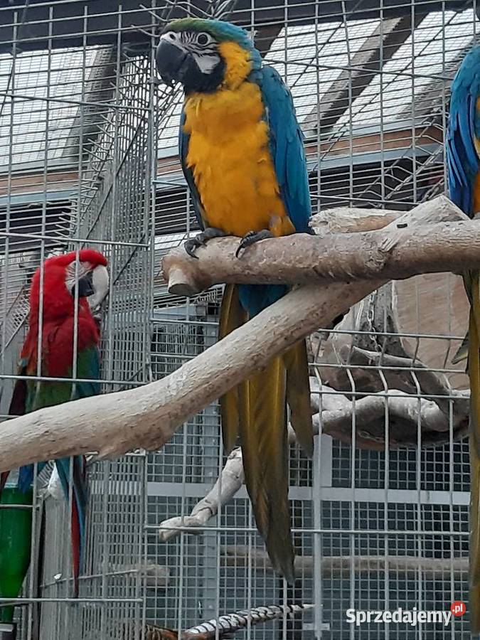 Papuga Ara Ararauna Mizerów