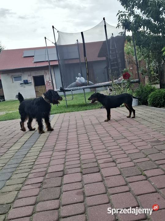 Terier Niemiecki Pies Józefów nad Wisłą